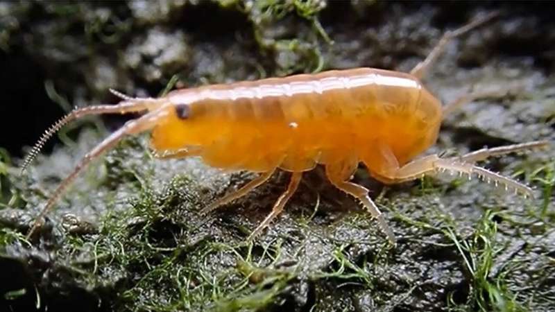 科学家展示寄生虫如何将栖息在盐沼的褐色虾变成霓虹僵尸